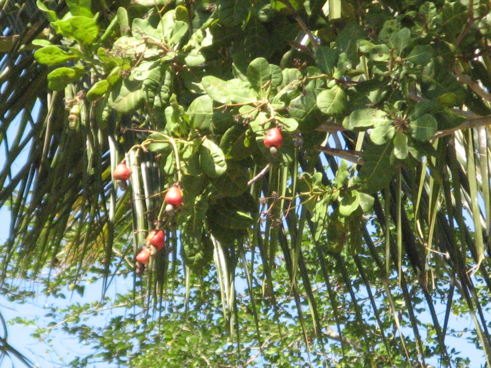 CASHEW NUTS FROM KILIFI