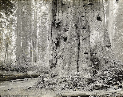 California’s Giant Redwoods