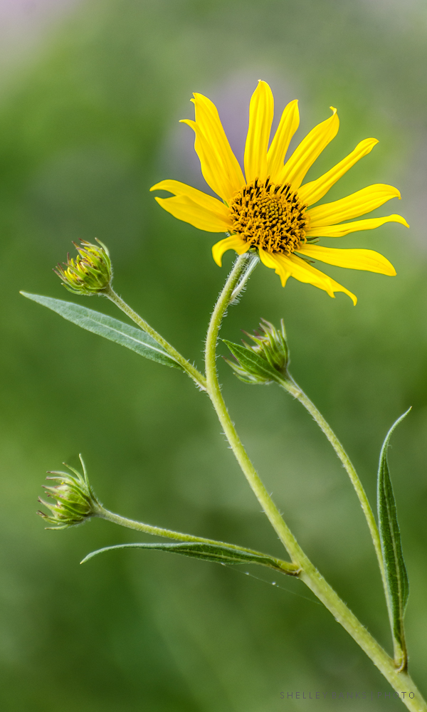 Prairie Wildflowers Rhombicleaved sunflower Saskatchewan flower