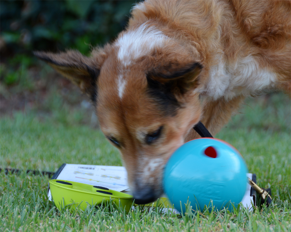 The Dog Geek: Puzzle Toy Review: Outward Hound Whirli Treat