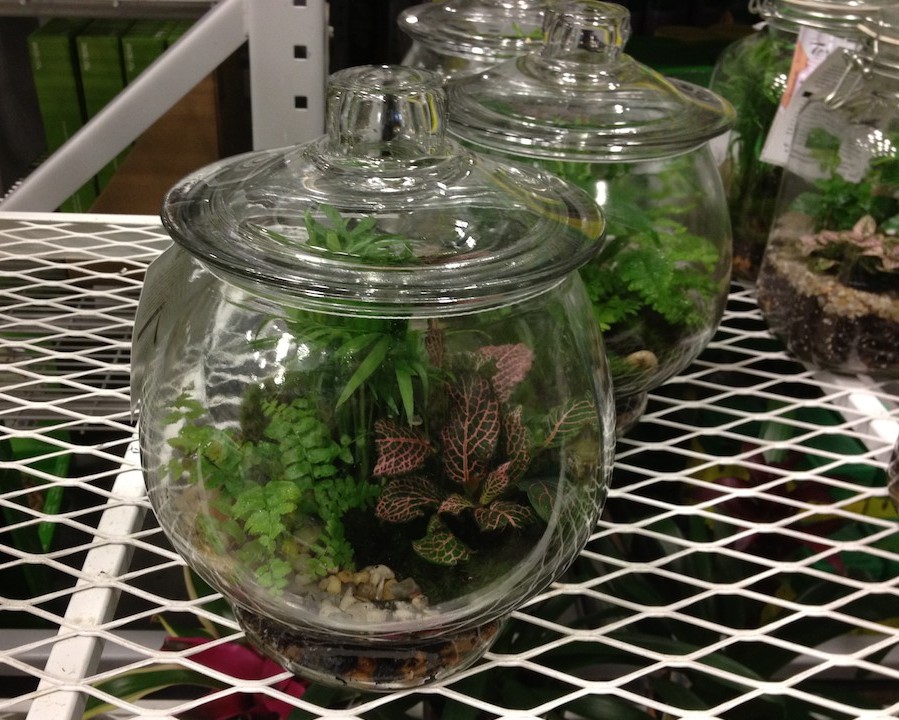 Red House Garden Making Terrariums So Simple a Child Could Do It