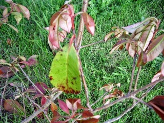 Roses Du Jardin Cheneland Photinia Red Robin