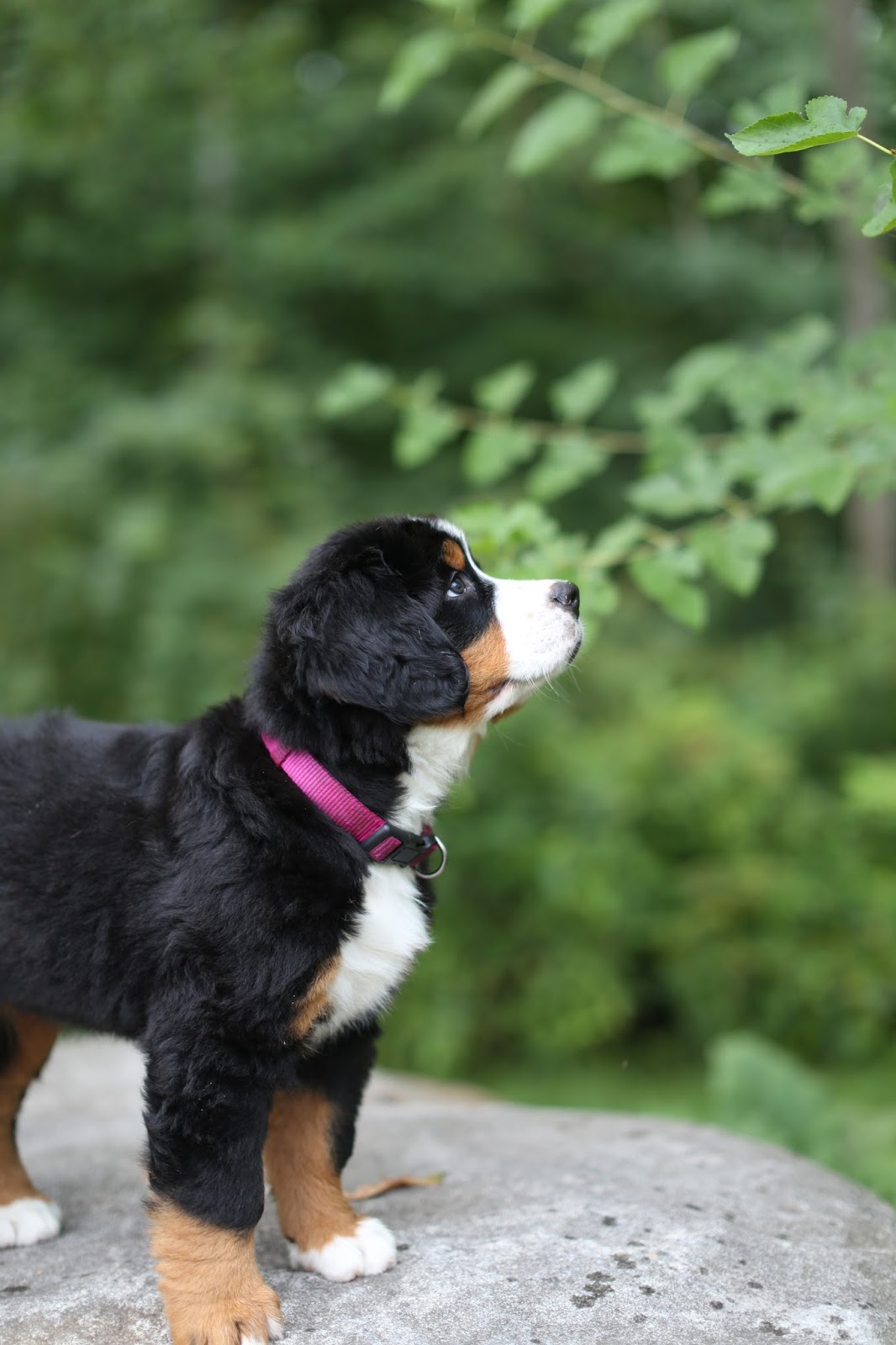 Bucks County Bernese
