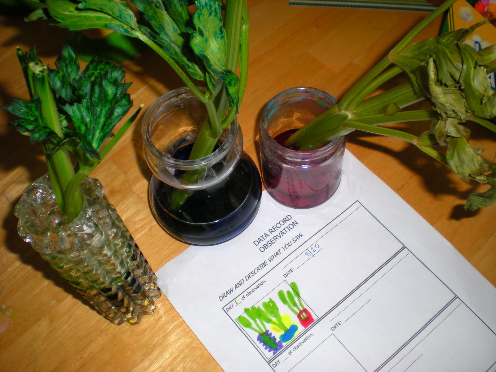 Sippy Cup Central Thirsty Celery Experiment Science