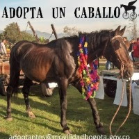 Adopta un Caballo