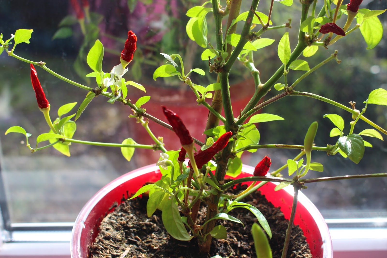 HOW TO OVERWINTER CHILLI PLANTS The Garden of Eaden