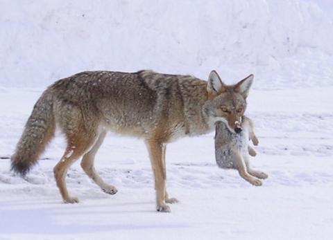 coyote eating coyotes eat hunting prey winter canis latrans predator its eaden garden mainly hunts darkness under cover