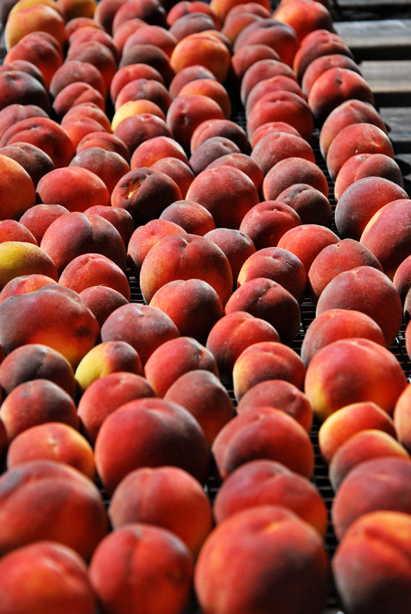 lots+of+peaches.jpg