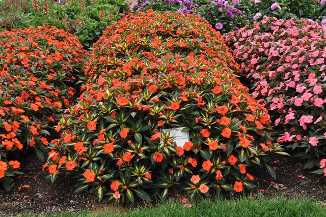 sunpatiens spreading tropical orange