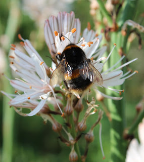 Beauty and the Bees…