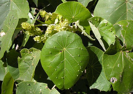 沖縄産プロポリスの起源植物:  <br>大葉木（学名：Macaranga tanarius）