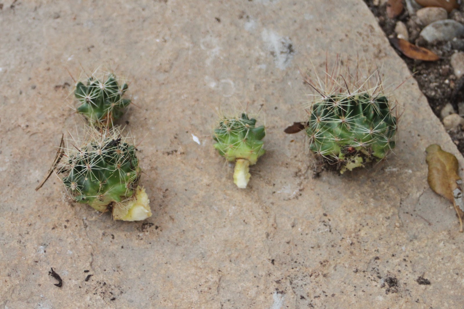 RockOakDeer Propagating Barrel Cactus Pups