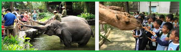 Upaya Pelestarian Hewan Dan Tumbuhan Materi Ajar SD, SMP