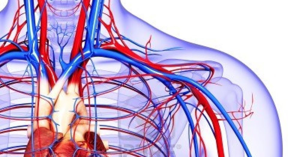 FIFTH GRADERS: Circulatory System