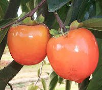 makanan penambah daya tahan