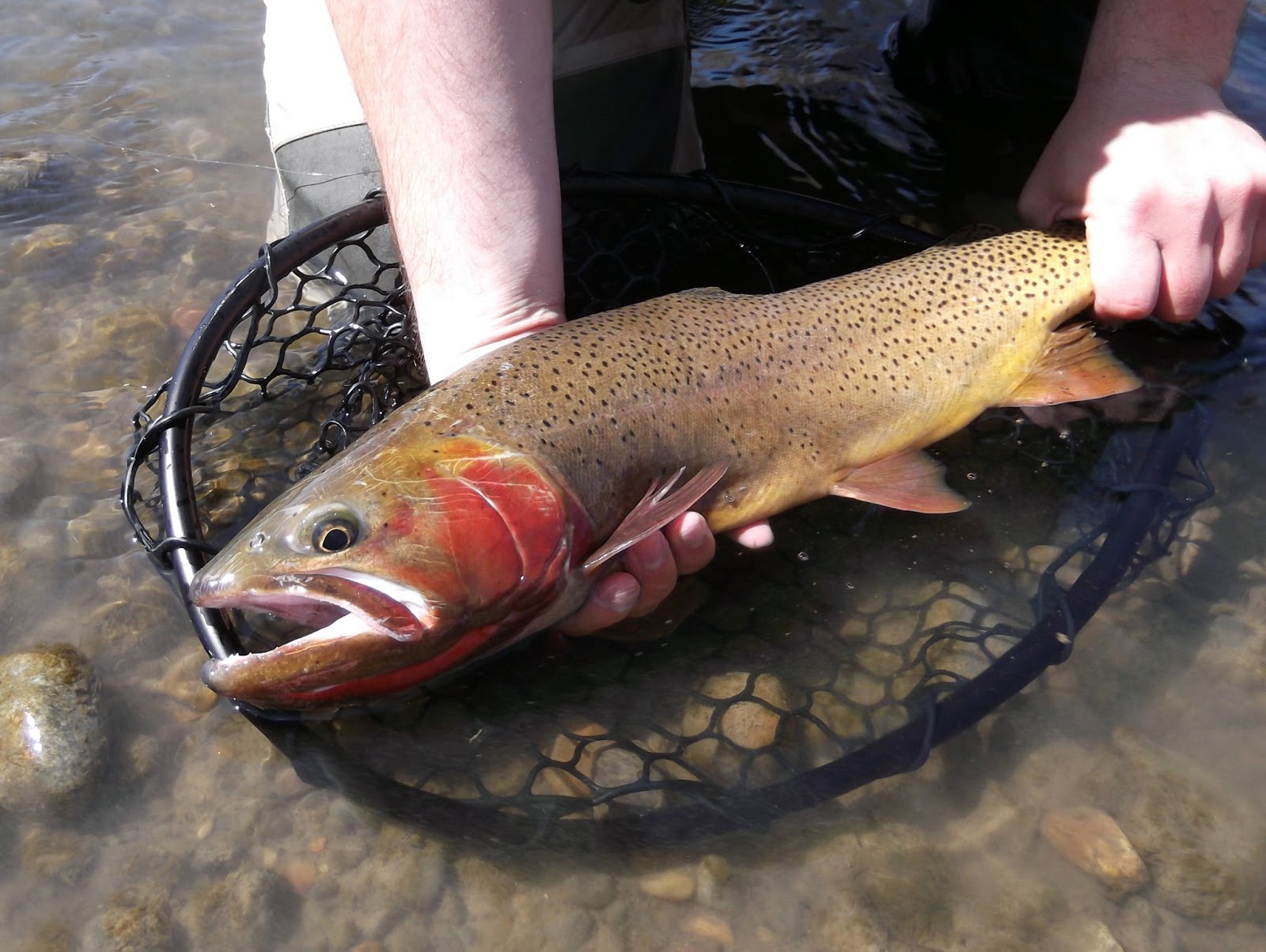 Central Pa Trout Bum