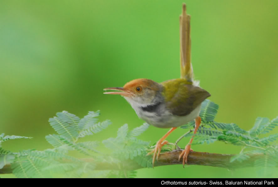 CIRICIRI PRENJAK KEPALA MERAH Kicau Cicicuit CIRICIRI PRENJAK KEPALA MERAH Kicau Cicicuit