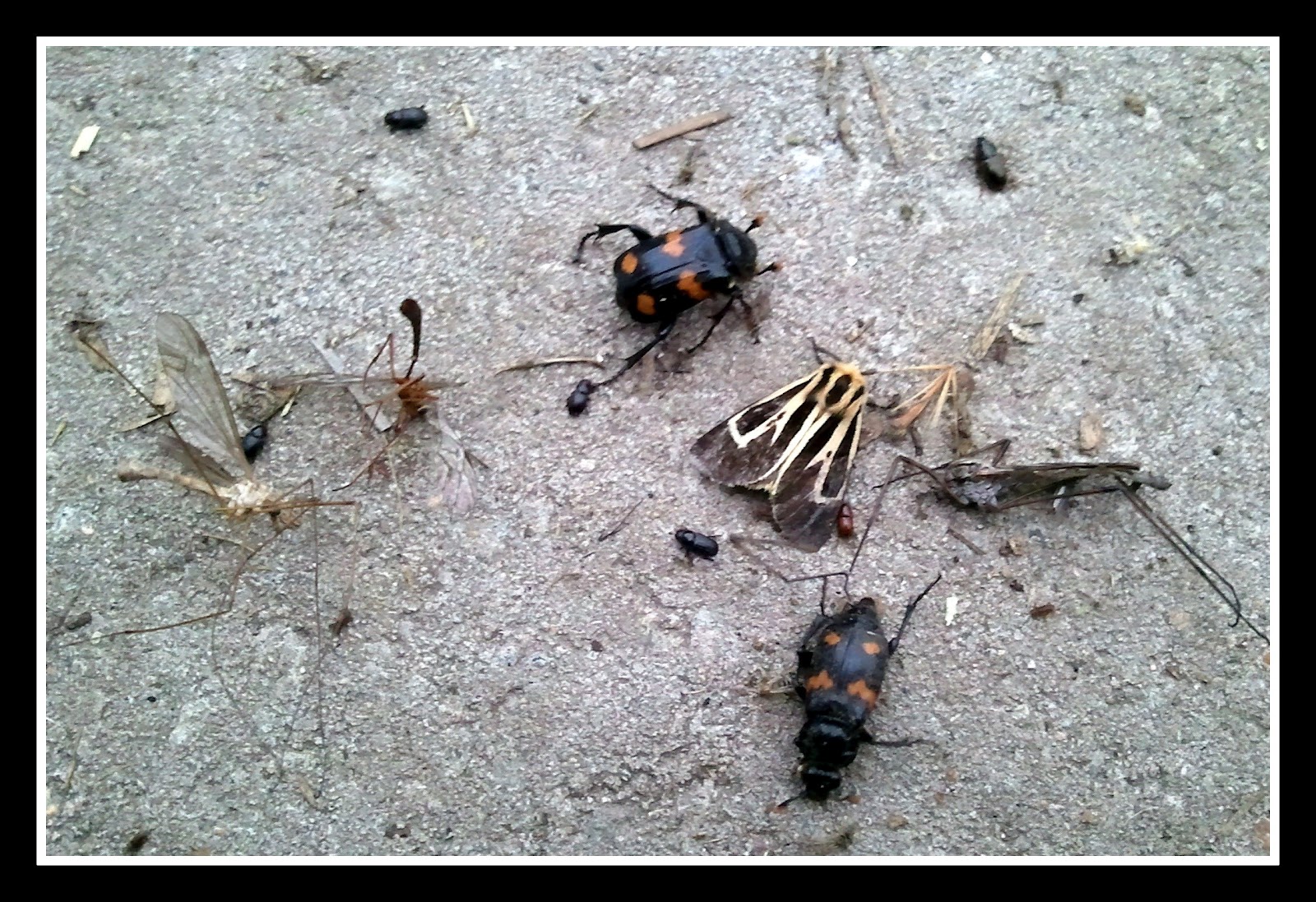 Natural Pest Control Safe for Chickens, Other Pets and People Fresh