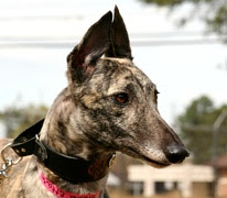 Southeastern Greyhound Adoption