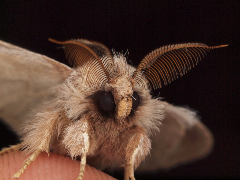 AccessJ Japanese Moths