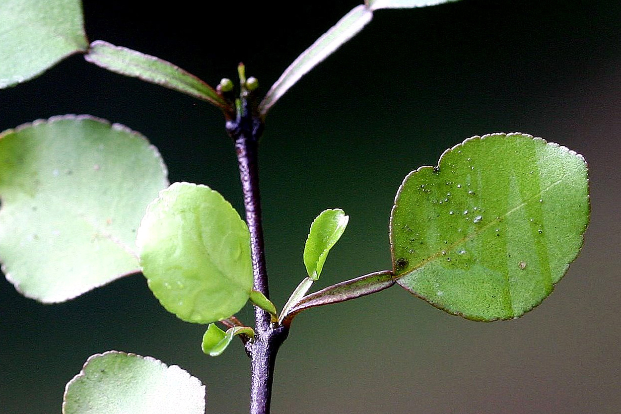 Melicope Simplex