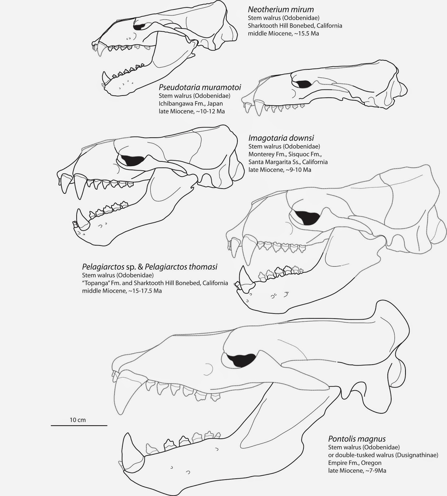 http://1.bp.blogspot.com/-ODFijplUtyI/U_vhYGSZfmI/AAAAAAAAEAE/7_LTUrLeccY/s1600/large%2BImagotariinae%2Bcomparison.jpg