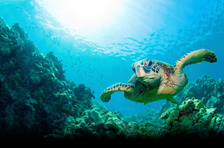 cool ocean wallpapers photos turtle 