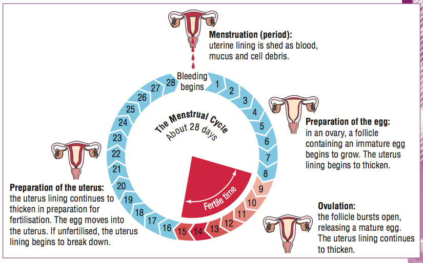 BIOLOGÍA Y GEOLOGÍA: 3ºESO Nervous, endocrine, reproductive systems