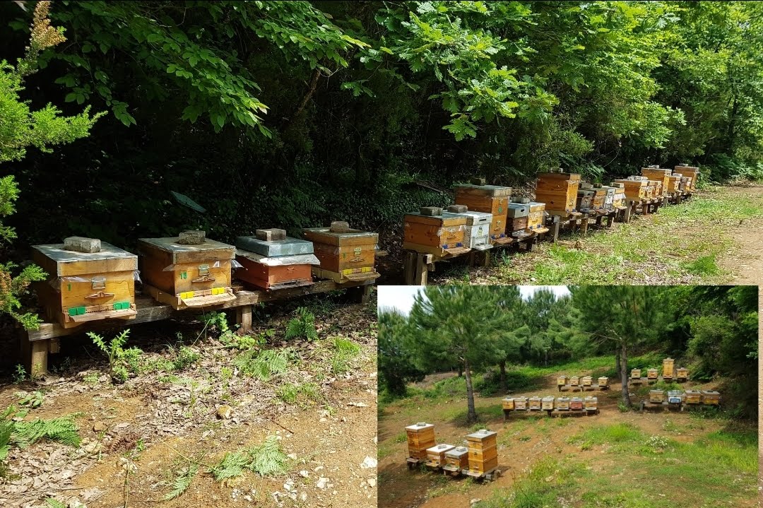              AĞVALI ARICILIK(Erdal Talha Başaran♡Sevde Başaran),arı ve arı ürünleri