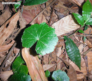 Pennywort wild medicine plant