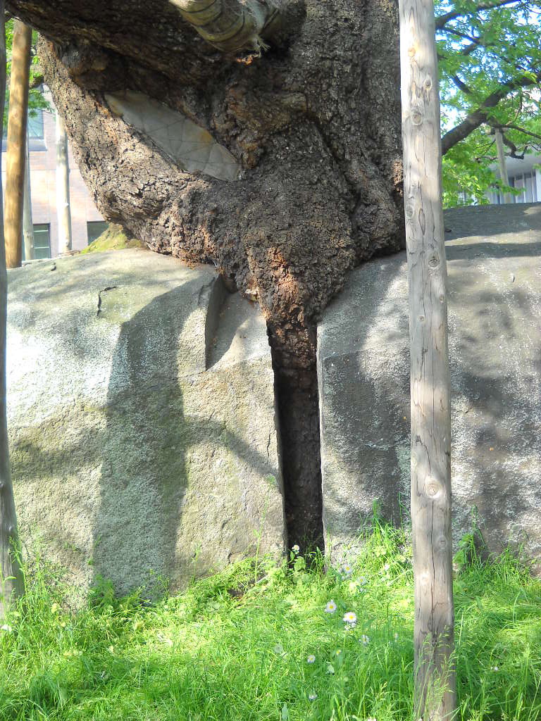 Daily Glimpses Of Japan Ishiwarizakura National Treasure In Morioka