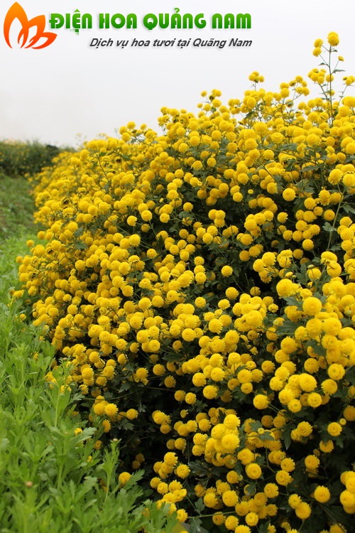 [Image: Ruc-ro-canh-dong-hoa-cuc-hut-gioi-tre-Hung-Yen-6.jpg]