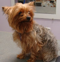 The Healthy Dog Yorkie Short Haircut