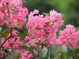 千葉県君津市の不動産 山林 里山 売買 土地Blogの花