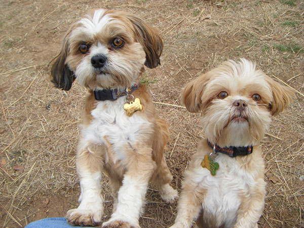 Crazy Pictures: cute puppies images