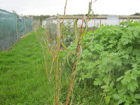 Willow - St Ives Allotments