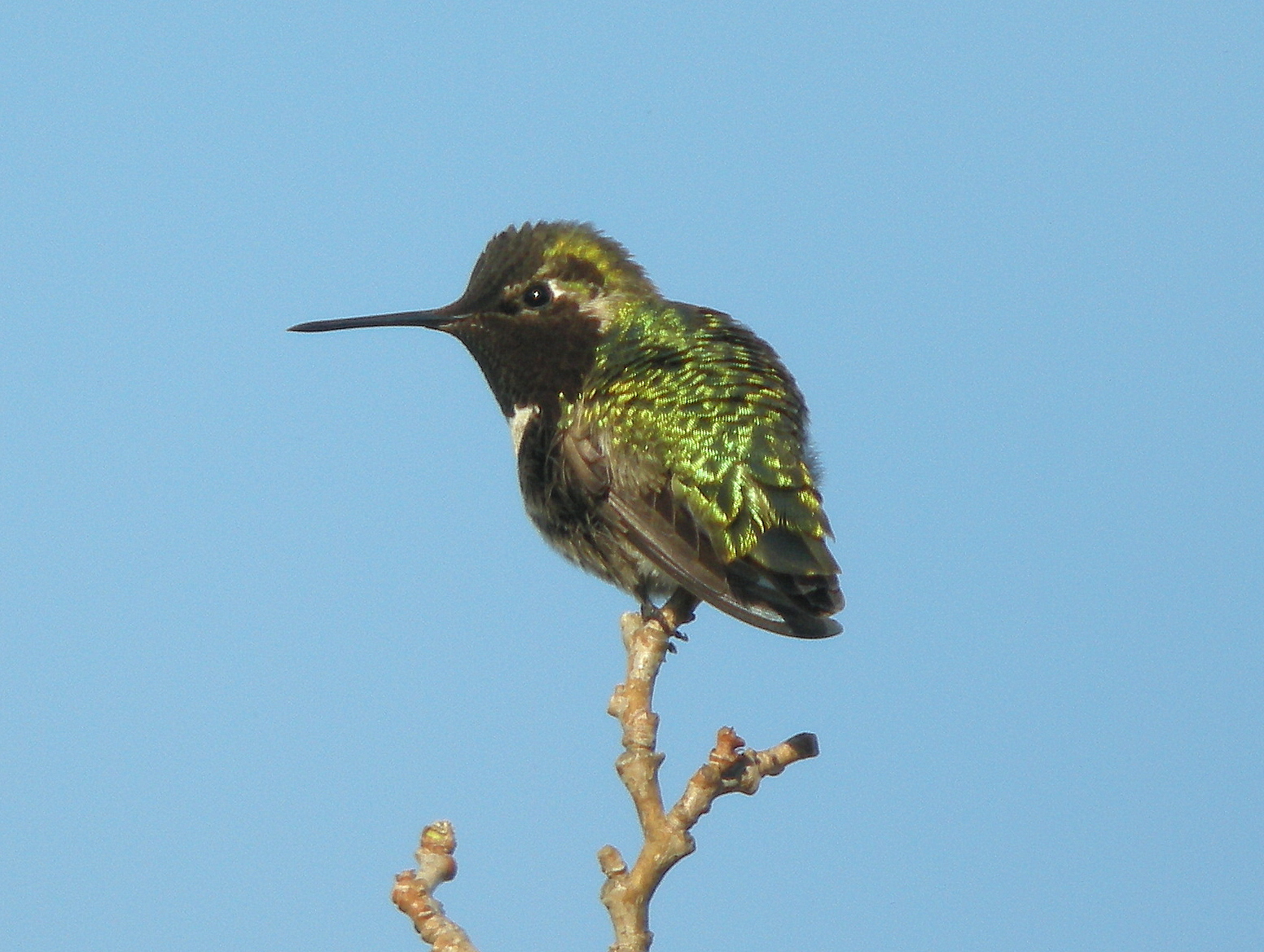 field notes san diego so cal birding field notes san diego so cal birding