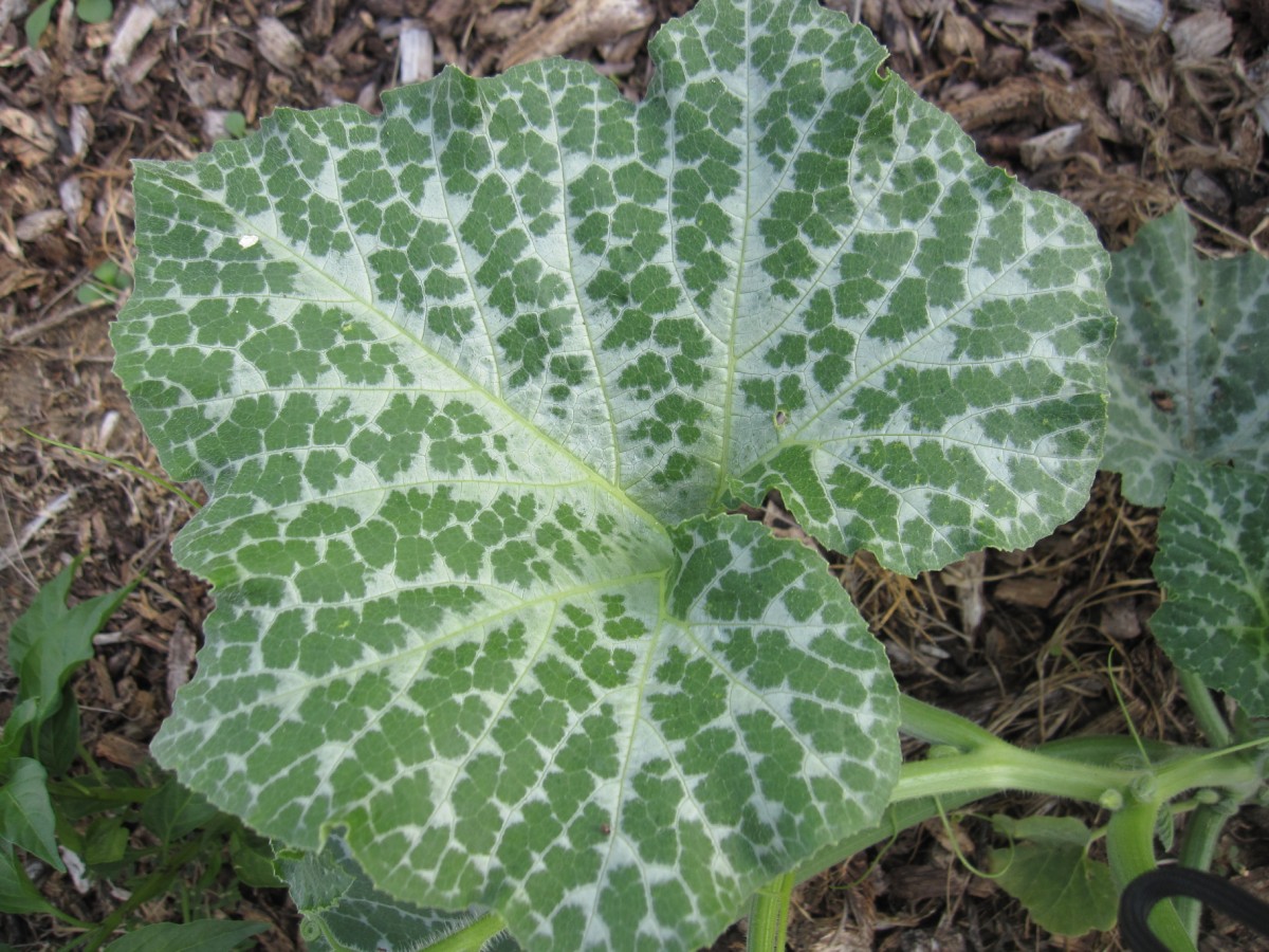 Came home to powdery mildew(?) now what