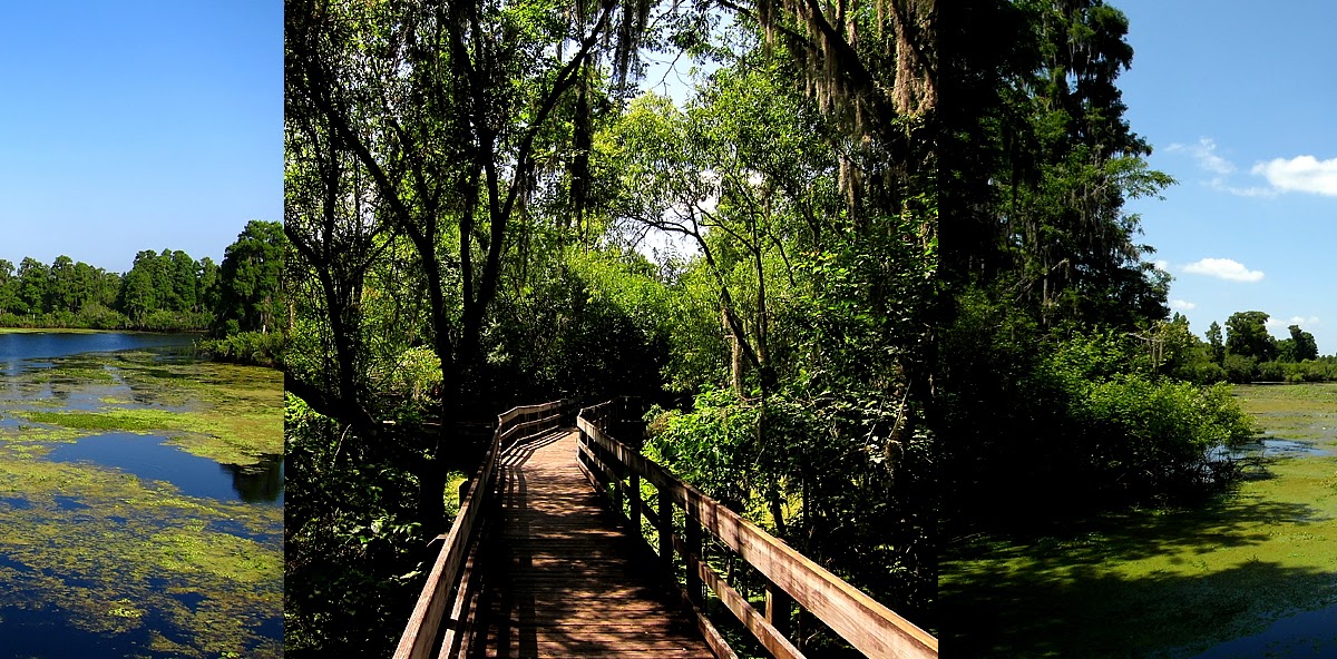 Everything Florida Lettuce Lake Park