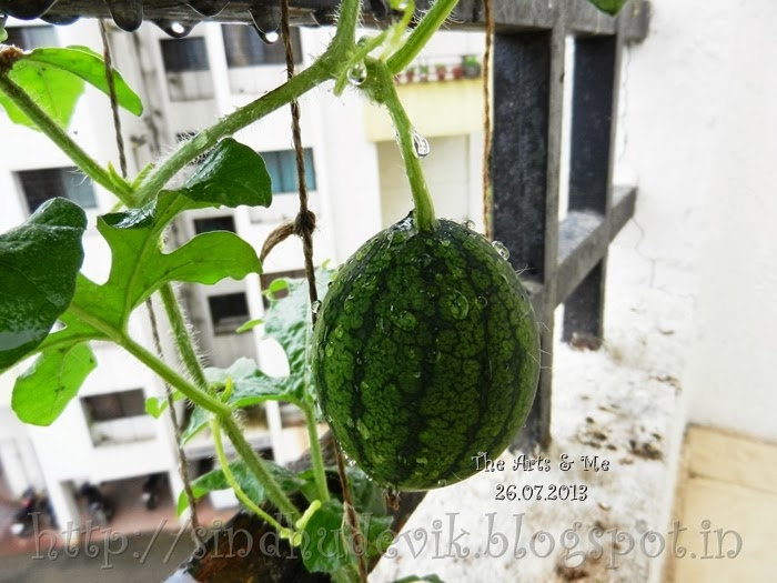 Baby Watermelon Fruit bathed in the rain.