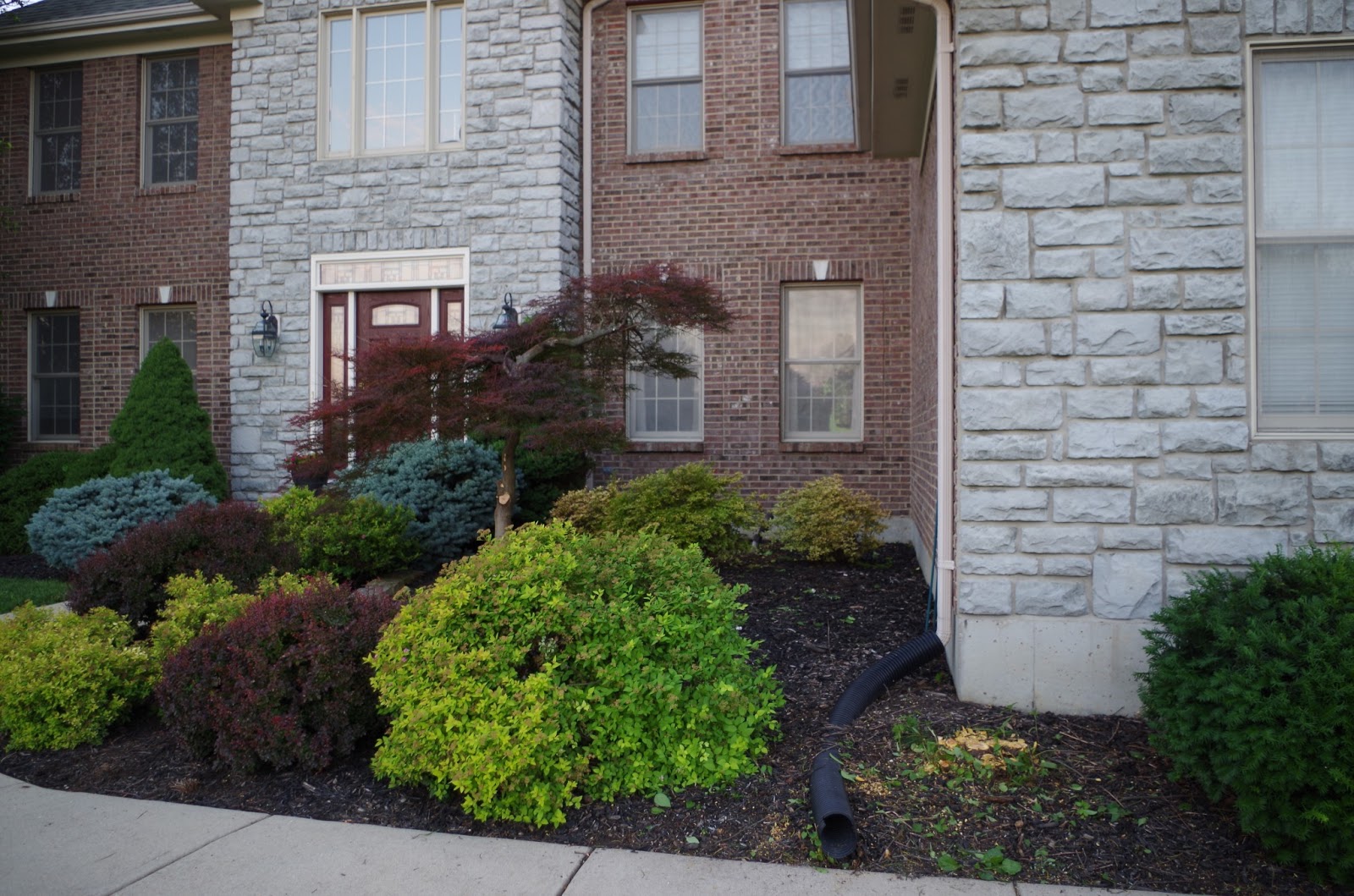 life as a Losey Peace Out Bushes