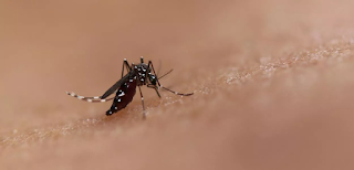 Empresa financiada por Bill Gates aposta em mosquitos geneticamente modificados contra a dengue