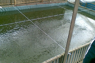 Budidaya Ikan Lele Dengan Kolam Terpal Siap Pakai Kolam Ikan