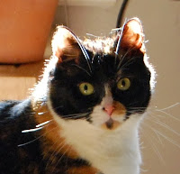 Calico Cat named Cally: One of Carroll's companions