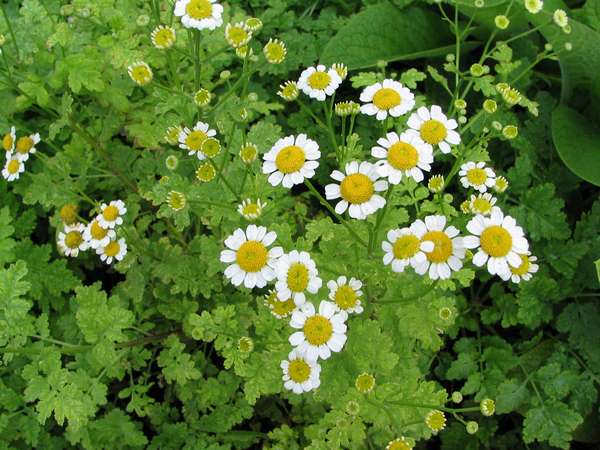 Feverfew