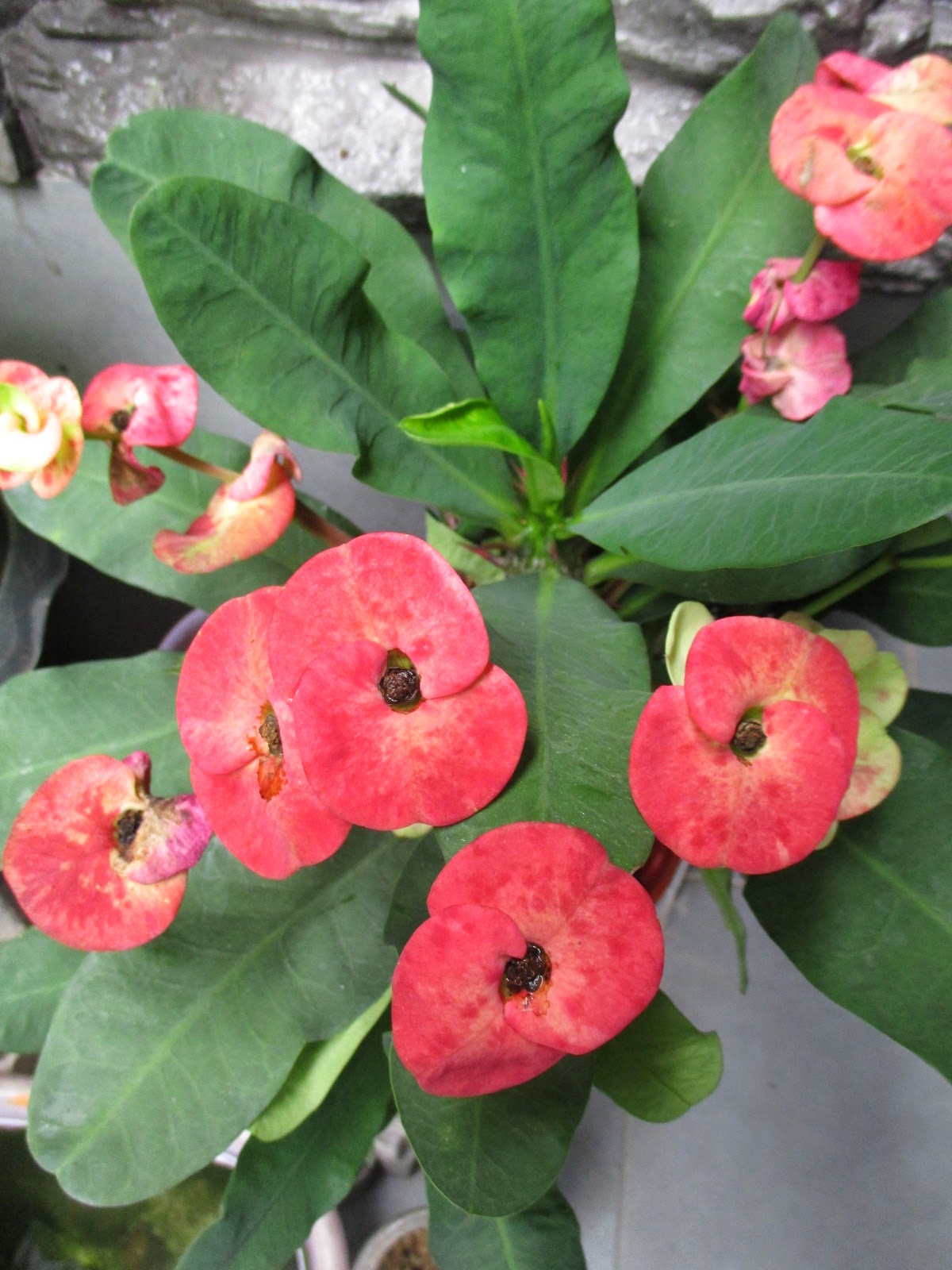 Garden Chronicles Crown of Thorns & Desert Rose