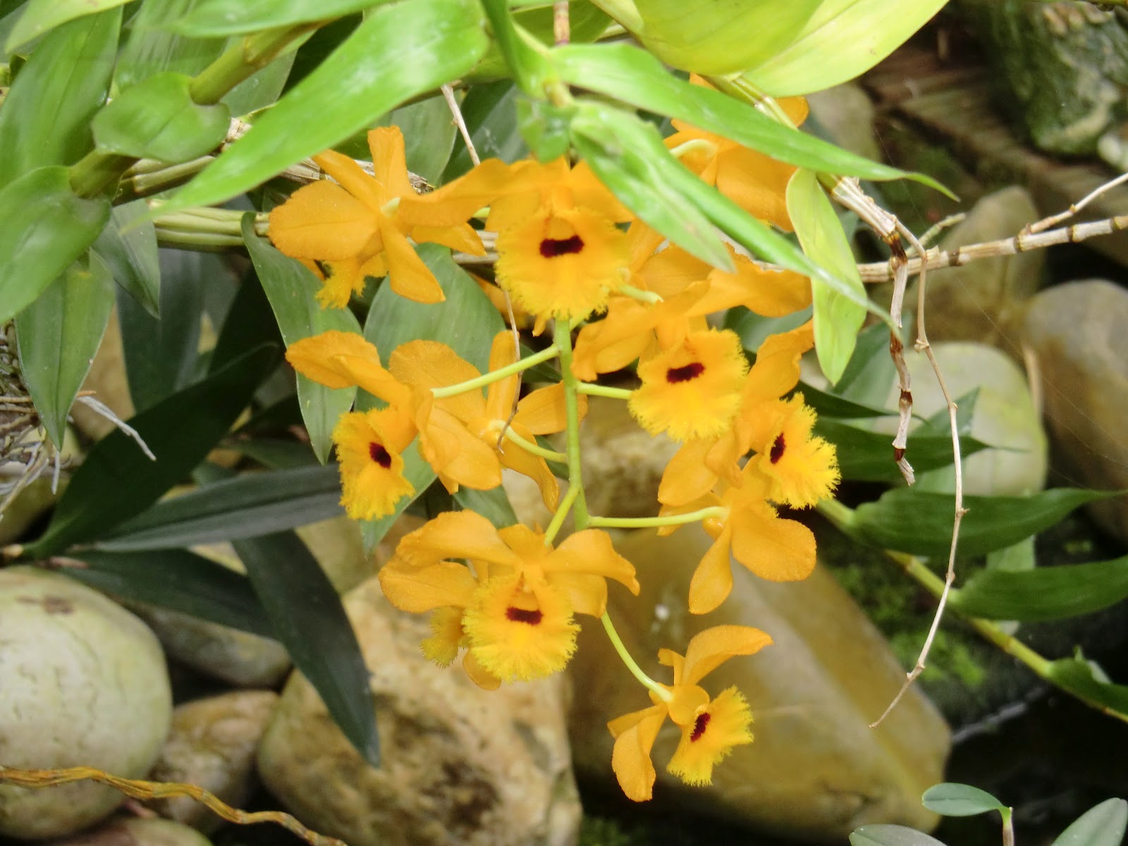 Pi's Adventure A Day's Out To The Orchids Farm