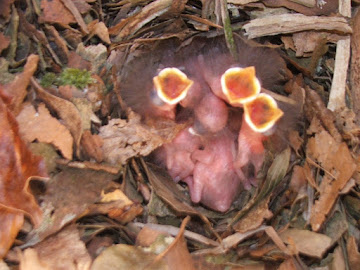 Nuthatch nest