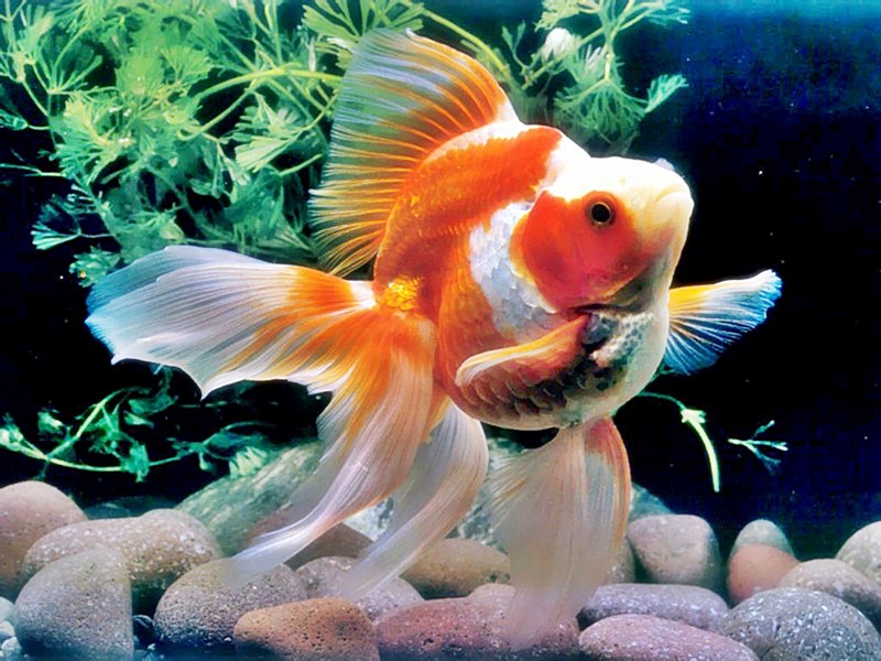 Cara Mencerahkan Warna Ikan Mas Koki Miniaquarium