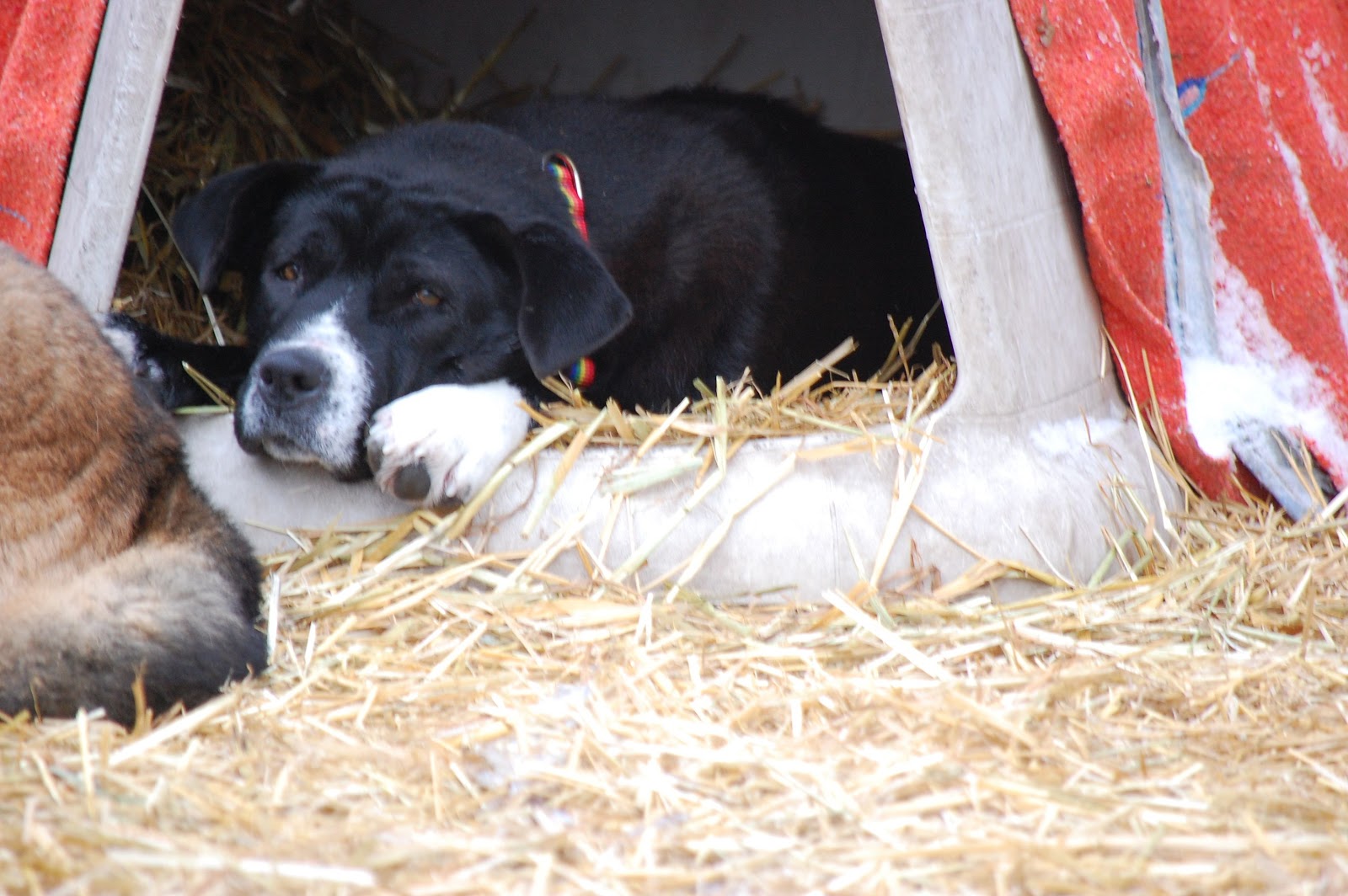 Leech Lake Legacy Dog houses being delivered straw needed for the